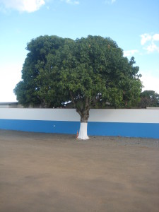 Tree and Wall 