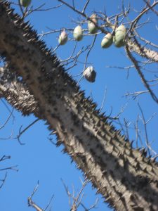 THORN TREE
